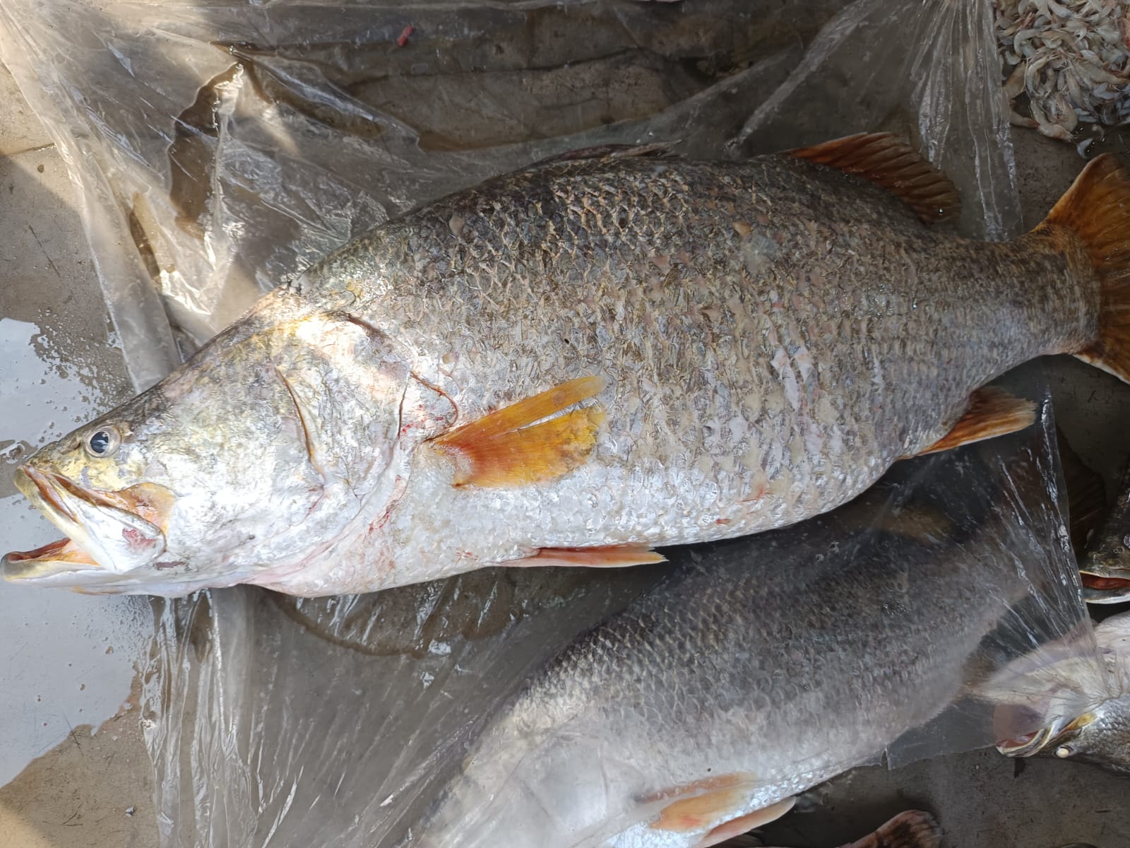 কলাপাড়ায় জেলের জালে ২৩ কেজির কোরাল, ৩০ হাজার ৬৪৫ টাকায় বিক্রি