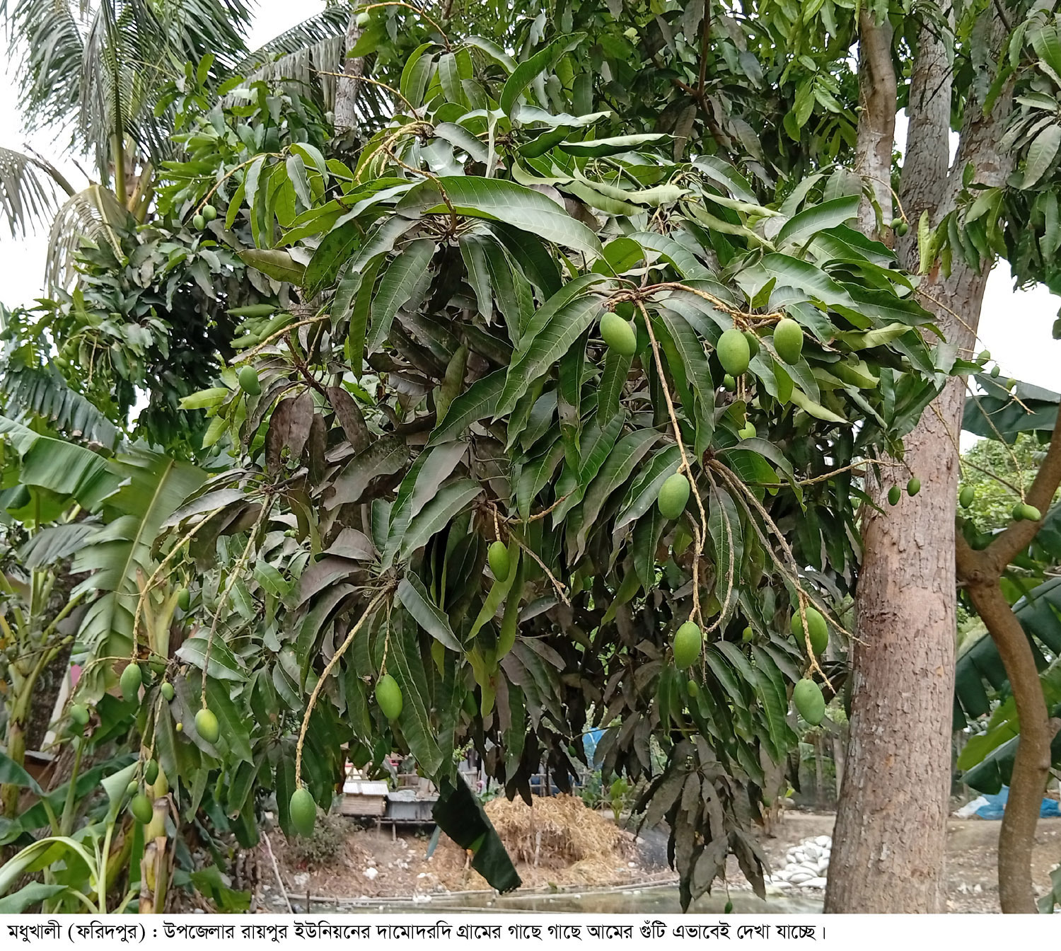 মধুখালীতে খড়ায় আমরের মুকুল ঝরলেও দুদিনের বৃষ্টিতে গাছে গাছে আমের গুঁটি