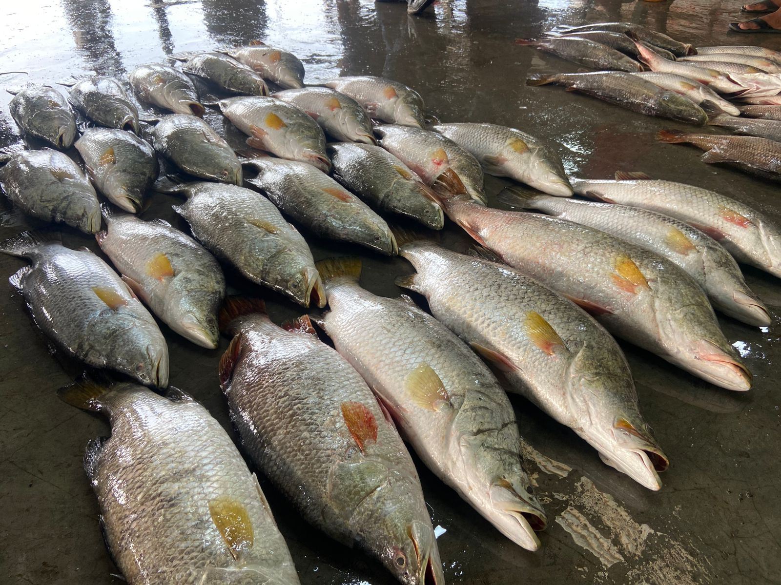 কুয়াকাটায় জেলের জালে  ধরা পড়লো ৪০ পিস কোরাল, বিক্রি ১ লাখ ৭১ হাজার টাকায় 