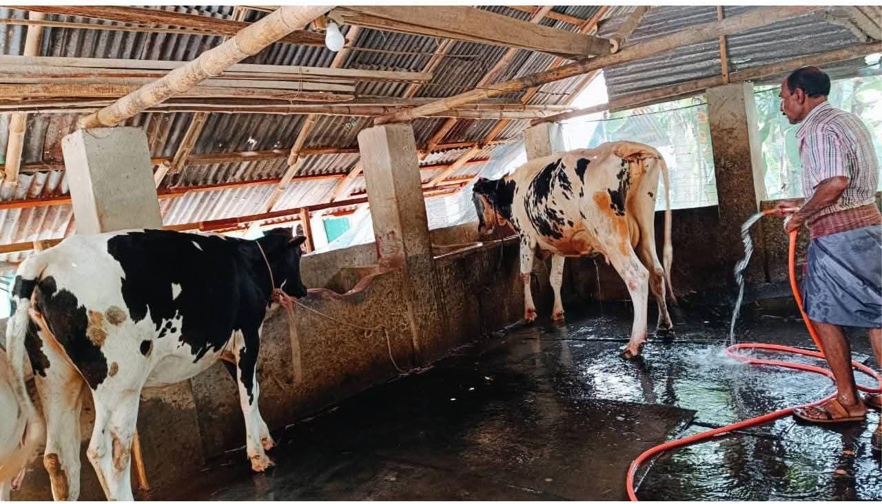 রূপসায় এক রাতেই নিঃস্ব খামারি গোপাল মিশ্র: গোয়াল থেকে উধাও ৩ লাখ টাকার দুটি গাভী