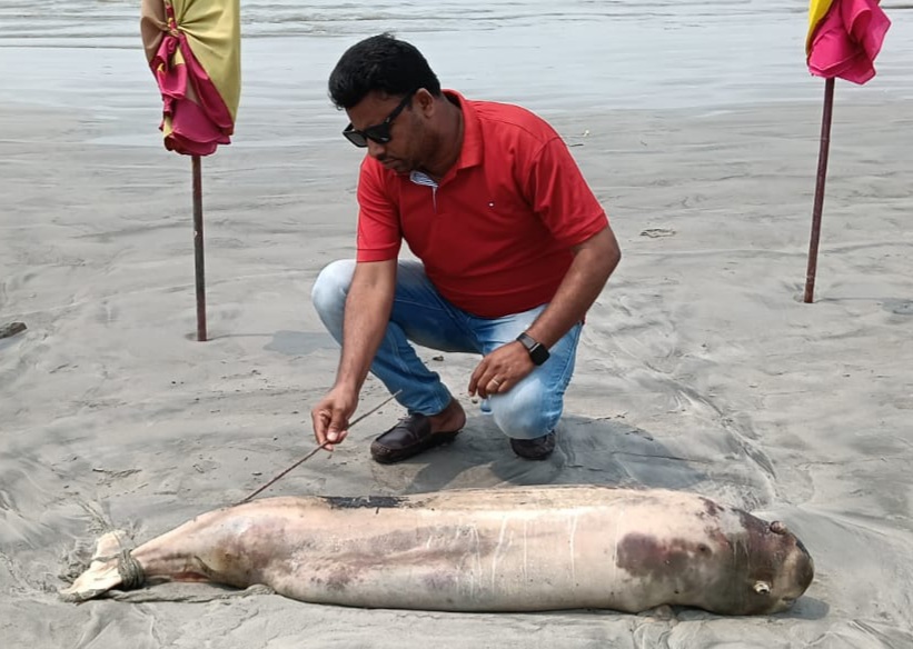 কুয়াকাটা সমুদ্র সৈকত আবারো মৃত ডলফিন 