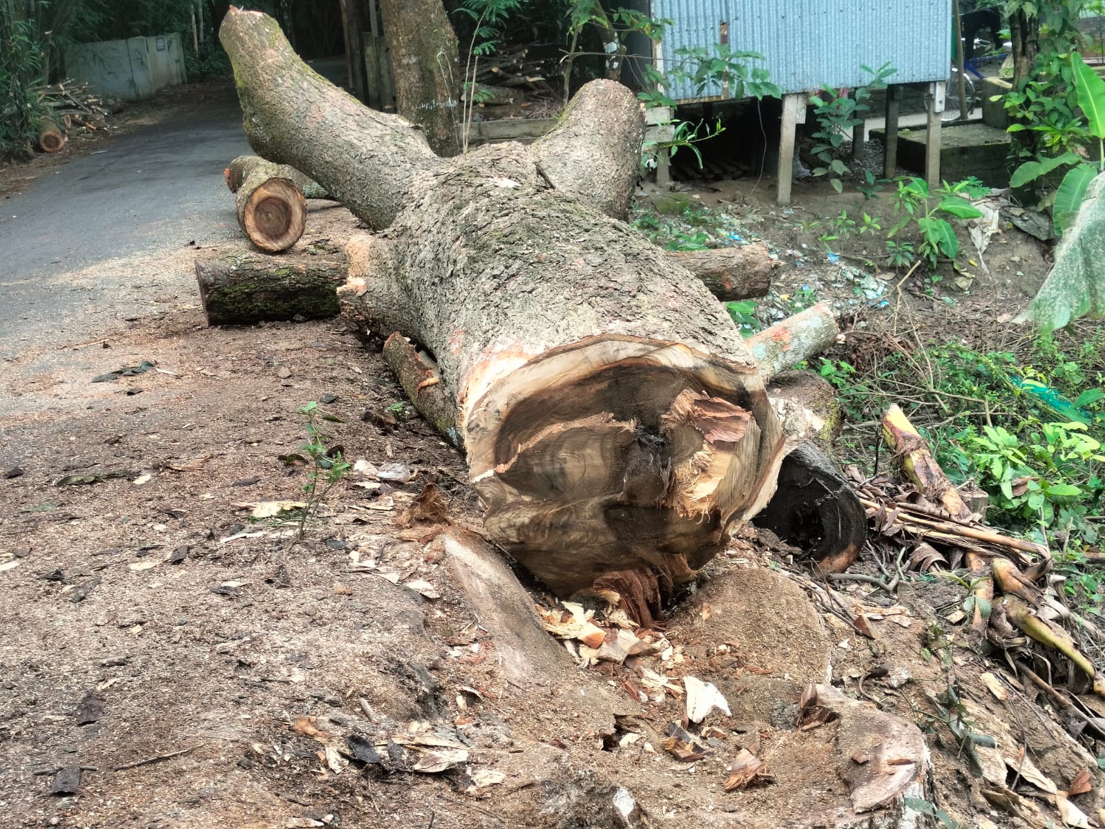 ইউএনও’র হস্তক্ষেপে সরকারি গাছ কাটা বন্ধের ১৩ দিন পর কেটে নেয়ার অভিযোগ