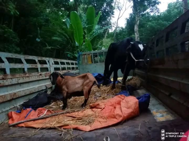 গরু চুরি করে যাবার পথে ট্রাক রেখে পালালো চোর চক্র