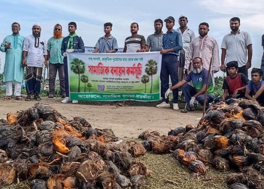 সাতক্ষীরা বেতনা পাড়ে এক হাজার পিছ তালবীজ বপন কর্মসূচি