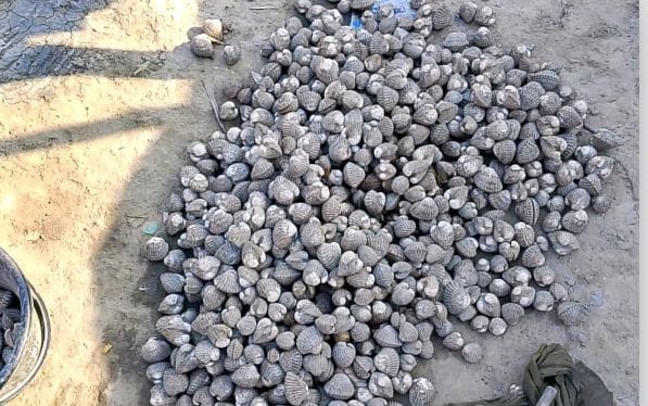 সুন্দরবনের জীববৈচিত্র্য ধ্বংসে বিষ চক্রের থাবা: শামুক পাচারে নতুন আতঙ্ক