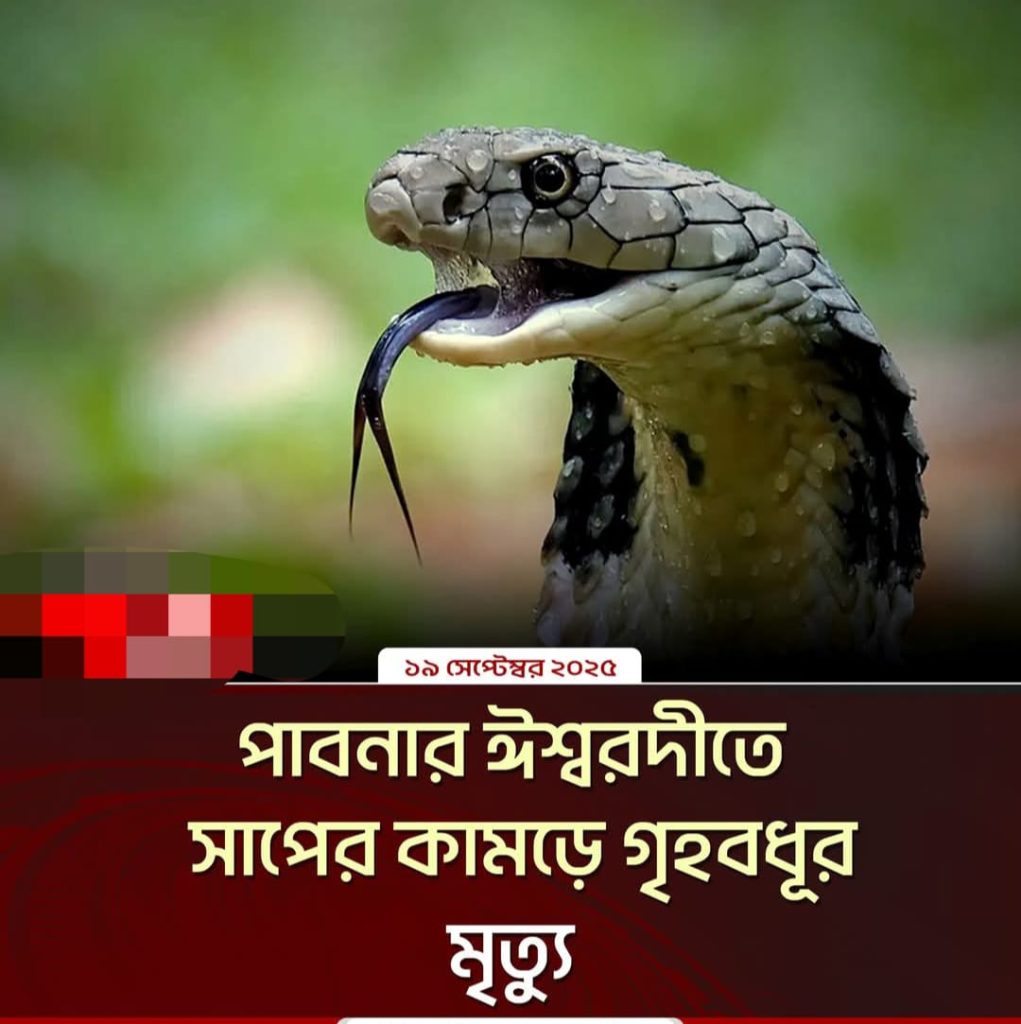 পাবনার ঈশ্বরদীতে রান্না করার সময় সাপের কামড়ে