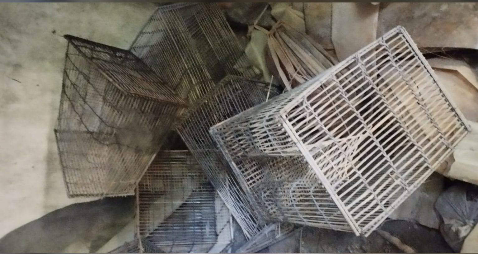 মনিরামপুরে মৎস্য ঘের থেকে মাছ চুরির অভিযোগ