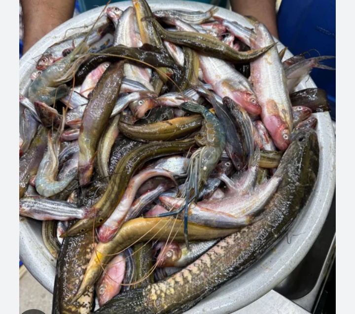 নড়াগাতীর খাল-বিল শুকিয়ে হাটে দেশীয় মাছের উৎসব