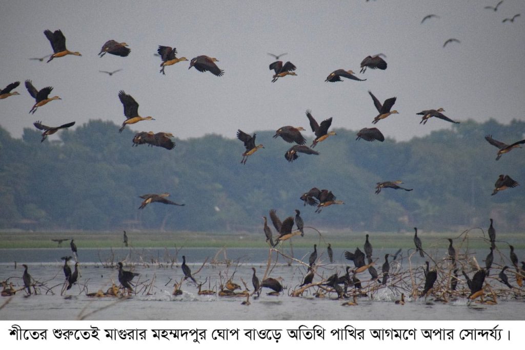 মহম্মদপুরে ঘোপ বাঁওড়ে অতিথি পাখির আগমনে অপার সৌন্দর্যের মেলা