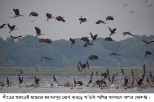 মহম্মদপুরে ঘোপ বাঁওড়ে অতিথি পাখির আগমনে অপার সৌন্দর্যের মেলা