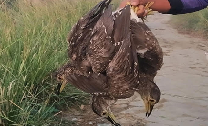 কালিয়ায় অতিথি পাখি শিকার: জীববৈচিত্র্যের জন্য মারাত্মক হুমকি