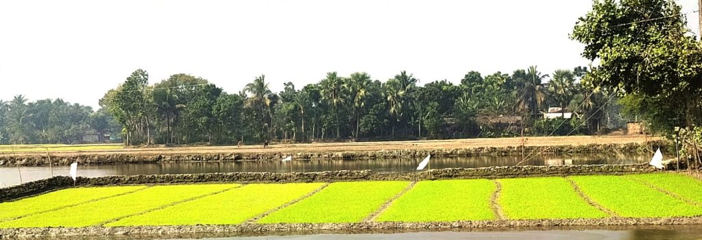 আশাশুনির ৯ সহস্রাধিক হেক্টর জমিতে বোরো আবাদ এগিয়ে চলেছে
