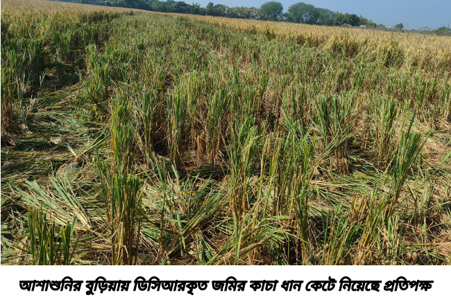আশাশুনির বুড়িয়ায় ডিসিআরকৃত জমির কাচা ধান কেটে নিয়েছে প্রতিপক্ষ
