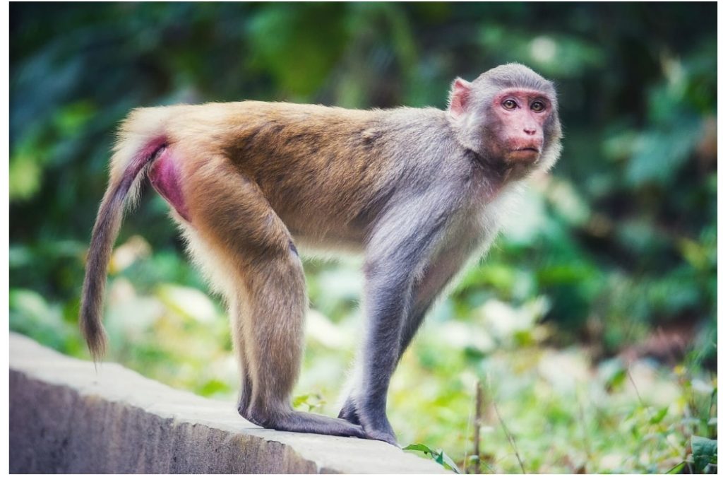 পাবনার সুজানগরে বেওয়ারিশ বানর, আতঙ্কে শিশু-কিশোররা